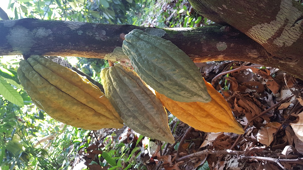 Chocolate Tree