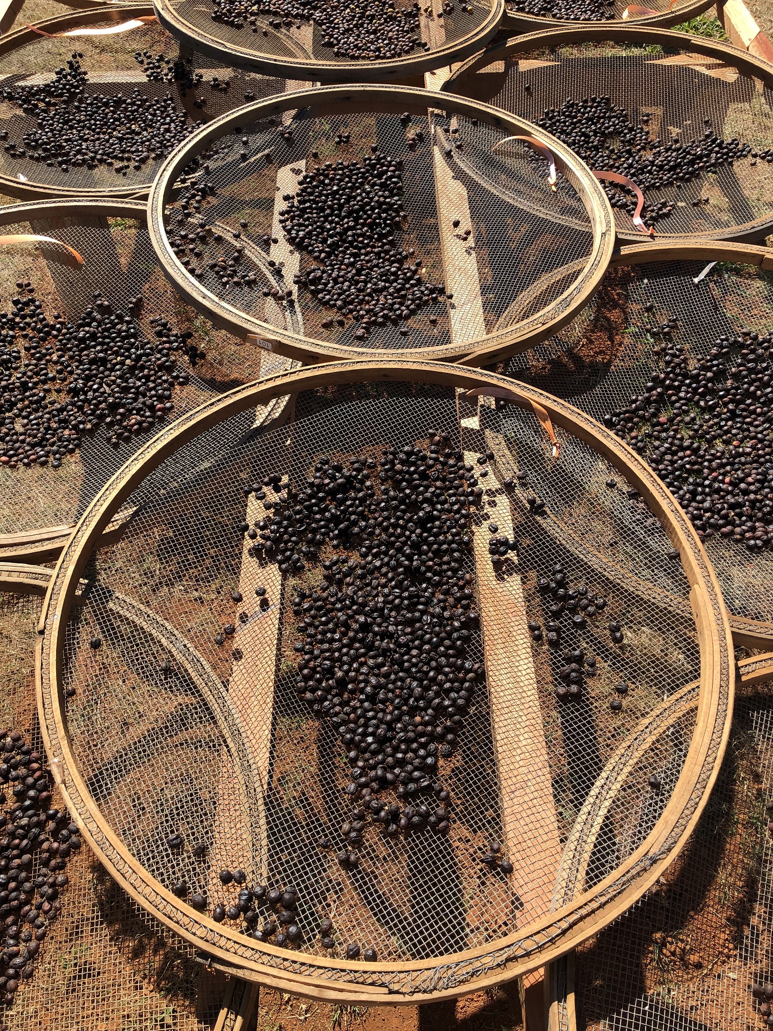 Daterra Farm Daterra Farm
